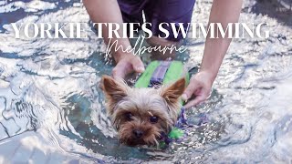 A DAY IN A LIFE OF A YORKIE PUPPY: YORKIE TRIES SWIMMING