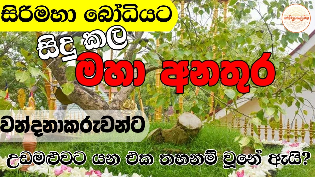 මේක නම් හැම නෙතකටම කදුළු එන කතාවක් - sri maha Bodhiya
