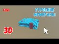 Строение клеточной мембраны. Изучаем в 3D