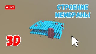 Строение клеточной мембраны. Изучаем в 3D