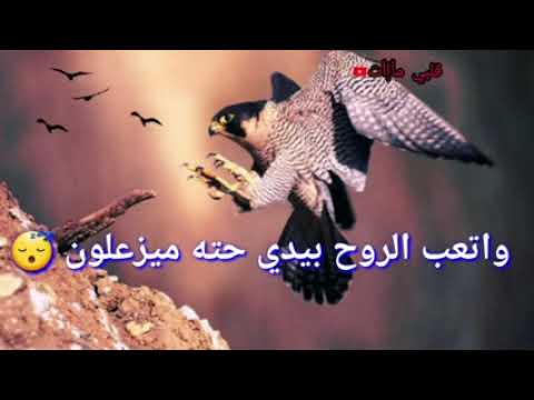 مليت الحجي ويه الربع فد نوب شعر عراقي حالات واتس اب