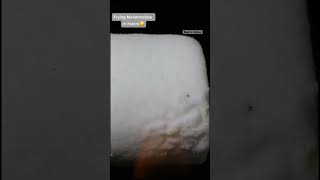 Marshmallow Slow Motion shorts