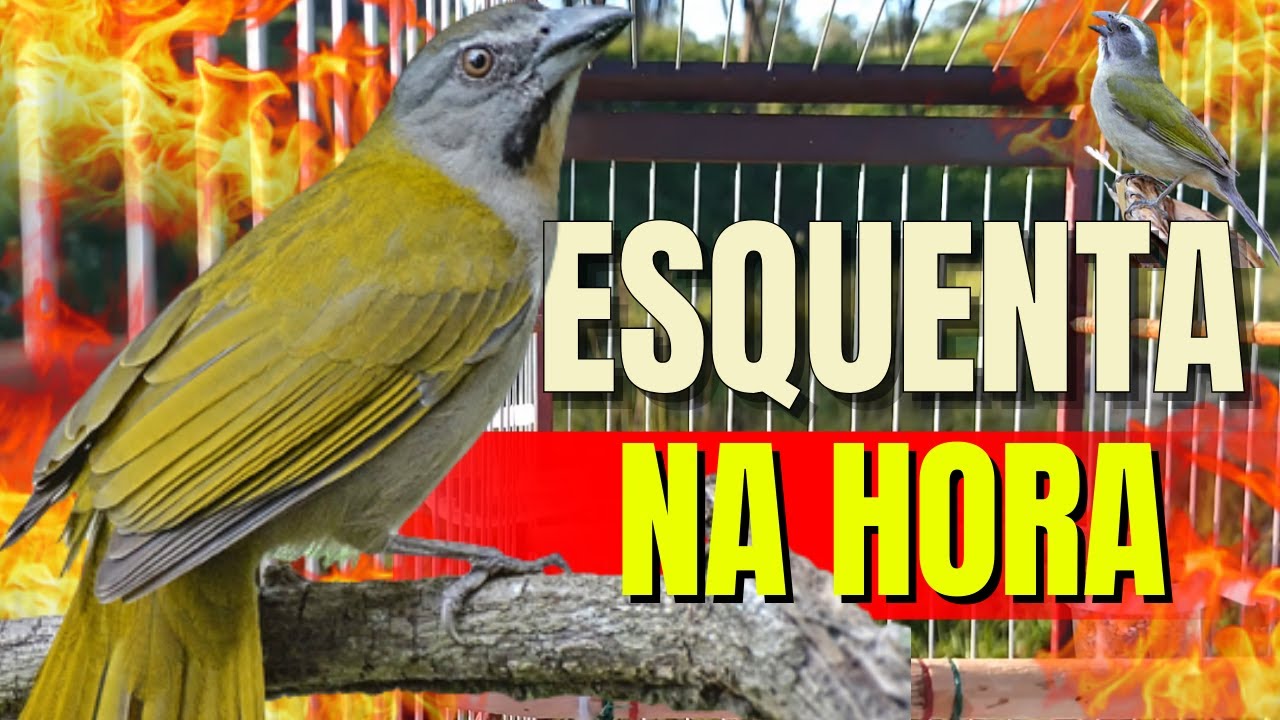 Trinca-ferro Macheando com Trinca ferro cantando Para Esquentar Trinca ferro Trinca-ferro Macheando