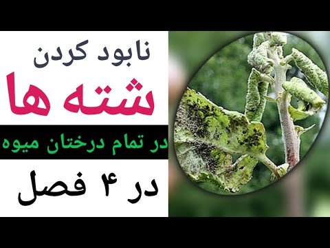 سوریه چطور نابود شد و داعش چگونه متولد شد | نقش ایران و آمریکا چه بود