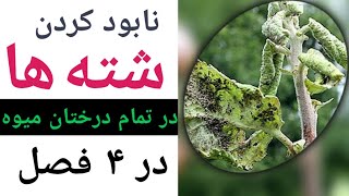 نابود کردن شته ها و شپشکها با اقتصادی ترین روش | تا دیر نشده همین حالا اقدام کن aphids control