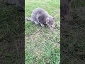 The cat eats rabbit cookies.Кошка ест печенье для кроликов.#funnydogscatss