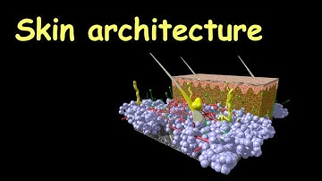 Skin architecture