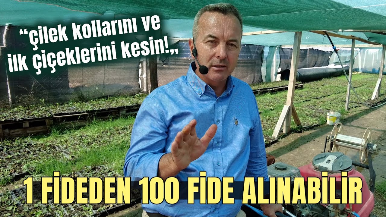 1 Fideden 100 Fide Alınabilir “Çilek Kollarını ve İlk Çiçeklerini Kesin!