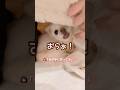 普段、温厚な兄犬が怒った。 #shorts #チワワ