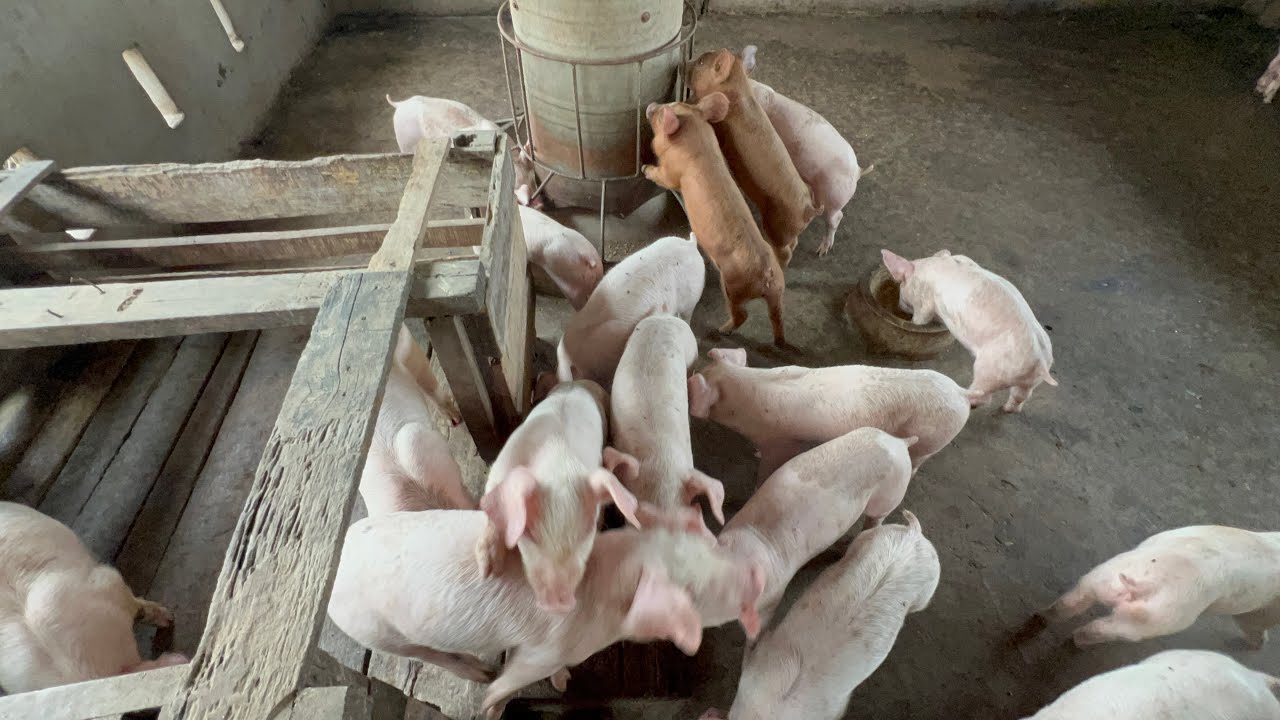 🐷หมูน้อยชุดนี้จะขาย อัพเดทหมูในคอก