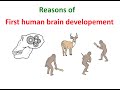 Сauses of brain development in early humans