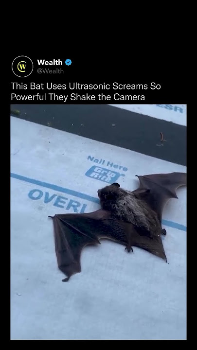 #biology #wildlife #bats #science #techinspiredbynature #echolocation #batman #viral #yt #shorts