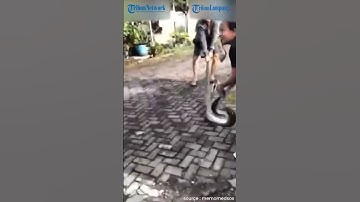 EMAK EMAK TANGKAP ULAR SEPANJANG 3 METER DENGAN TANGAN KOSONG