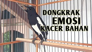 Pancingan emosi kacer dan bikin kacer tambah gacor#kacergacor