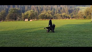 12-ročný chlapec ukazuje, ako vycvičil svojho úžasného psa Baza-nemeckého ovčiaka chôdze pri nohe!