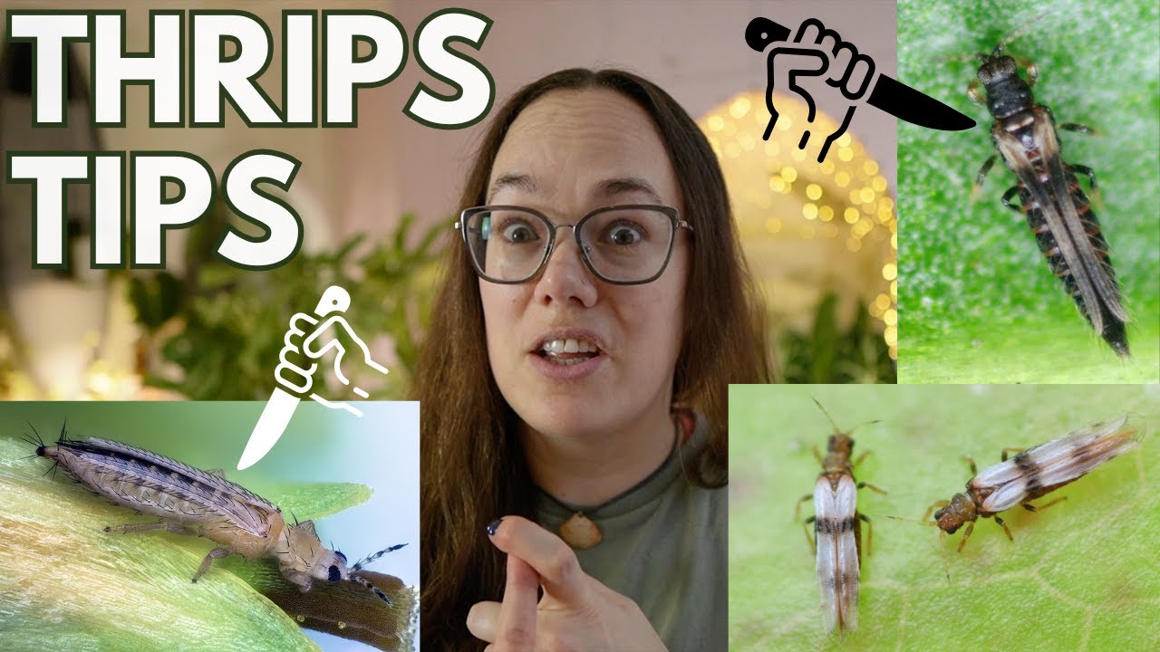 Tips for Thrips | Plant Pest series with Roos