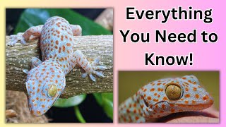Tokay Gecko Care Guide!