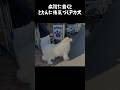 誰が見ても病院が苦手だとわかる愛犬　#greatpyrenees #大型犬のいる生活 #大型犬と暮らす #大型犬 #グレートピレニーズ #癒し #愛犬 #犬のいる生活 #可愛い