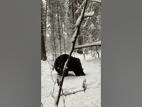 Лес - YouTube