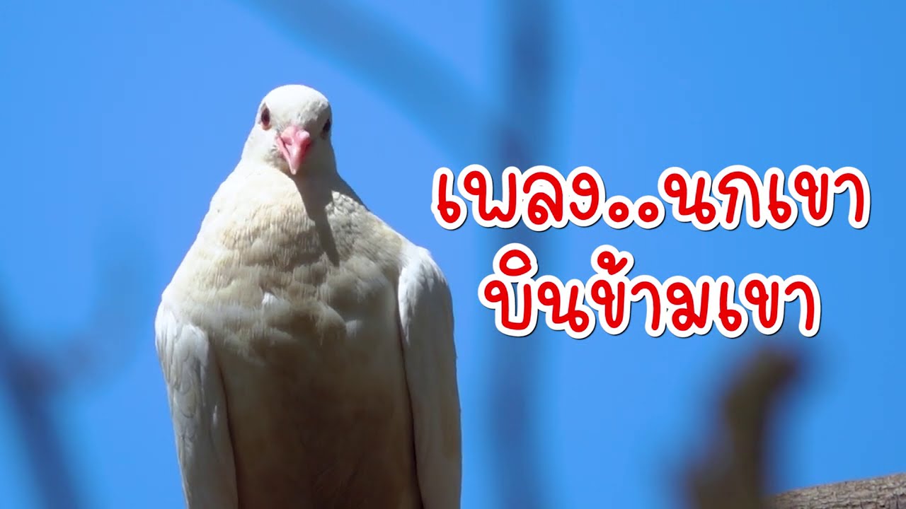 เพลง นกเขาบินข้ามเขา ไม่ใช่นักเราเฝ้าแต่แลมอง