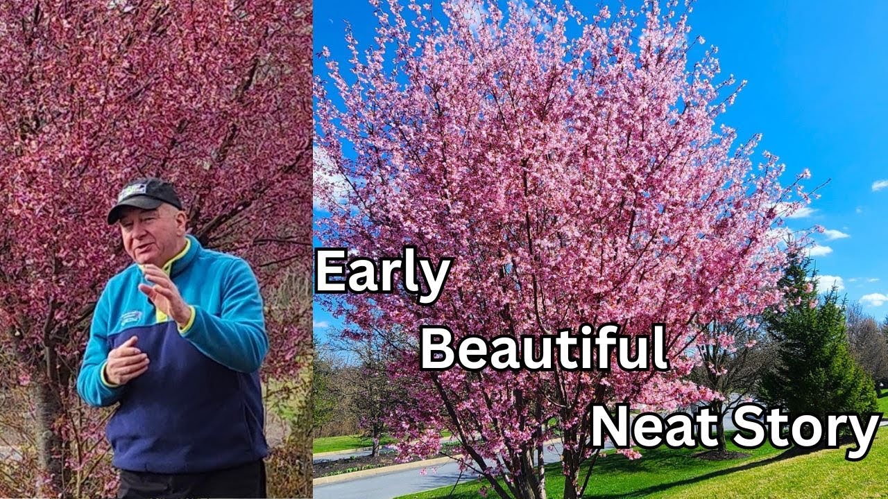 Prunus Okame - Glorious Flowering Cherry That Braves Early Spring Weather & Has A GREAT Story😄👍👏💚