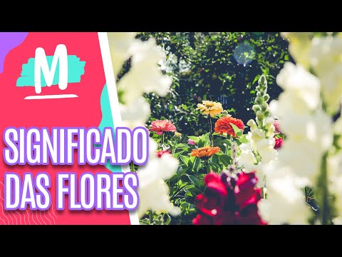 Conheça os significados das flores- Mulheres (02/11/22)