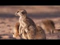 Meerkat Mother Exiles Her Own Daughters | BBC Earth