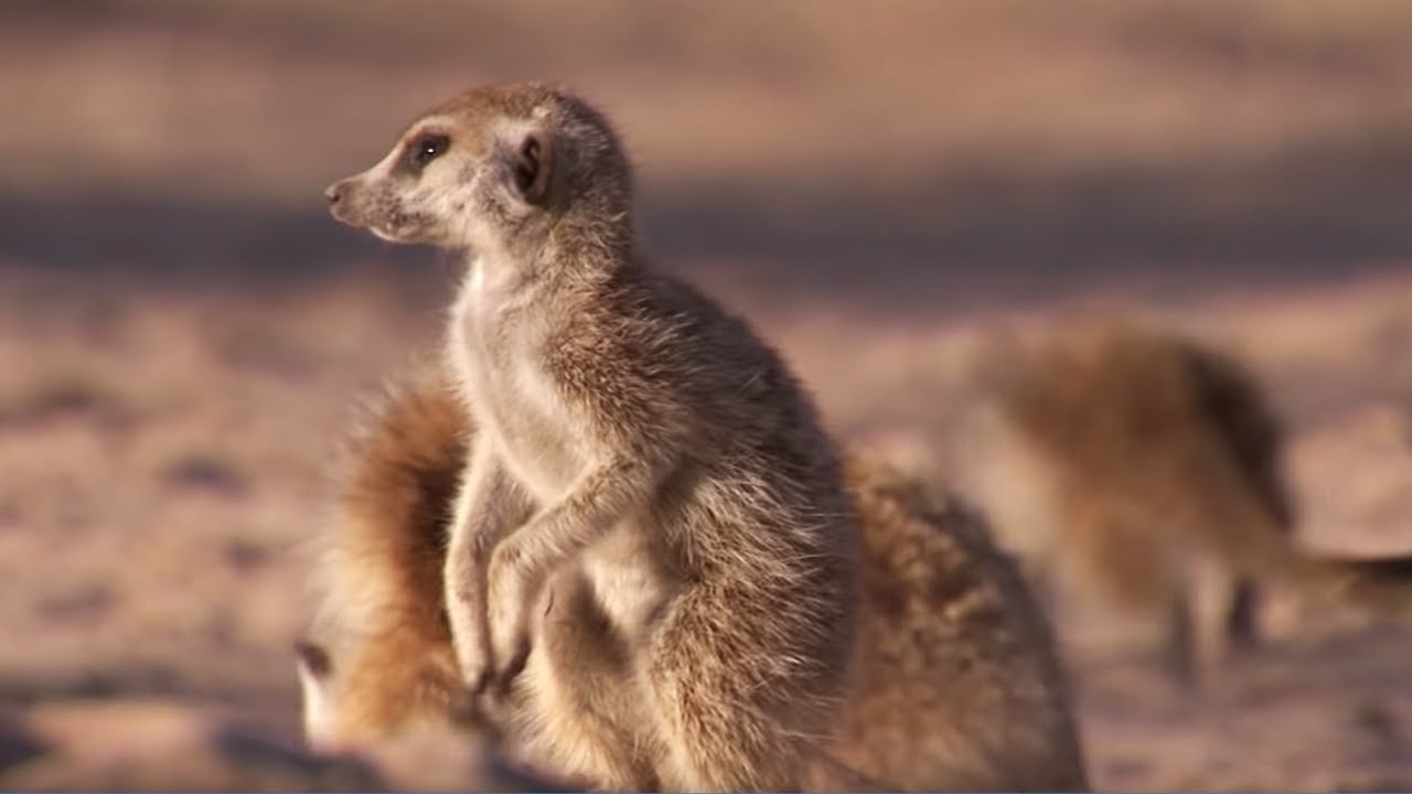 ⁣Meerkat Mother Exiles her Daughters for Her Unborn Babies | BBC Earth