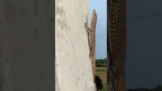 Udumbu Monitor Lizard,