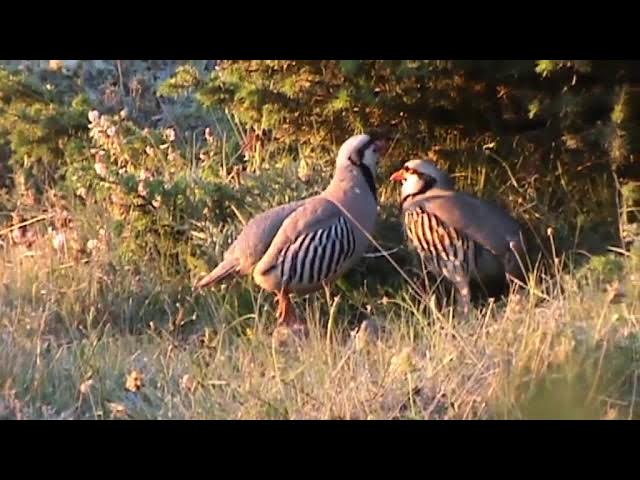 Yalangoch qizlar bilan hamma narsaga tegadigan oyinlar Kamerada porno