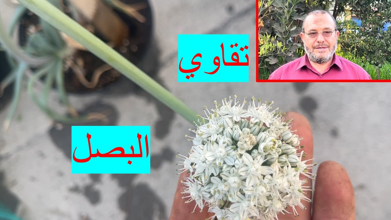 مش هتشتري تقاوي بصل تاني! ازاي تنتجها على سطح بيتك وفر فلوسك | إنتاج تقاوي البصل في البيت بسهولة