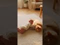 Cute Baby Laughing With Fluffy Cat! 🍼🐈