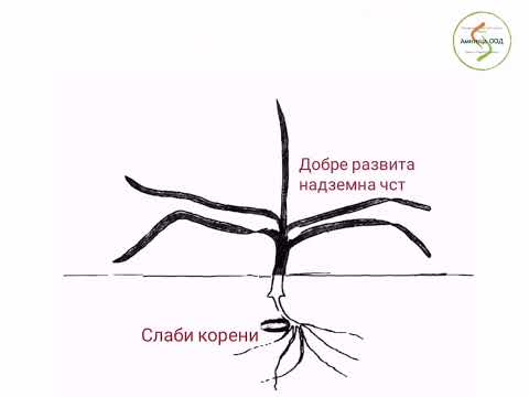 Видео: Какво представляват царевичните коренови червеи: информация и контрол върху царевичните коренови червеи