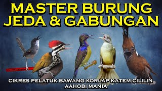 Master Burung Jeda Dan Gabungan Ciblek Kristal Pelatuk Bawang Kolibri Kelapa Kapas Tembak Cililin