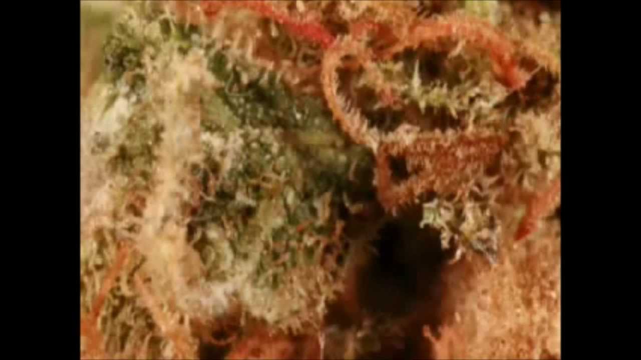 UV-B and High THC, MM Man Short!