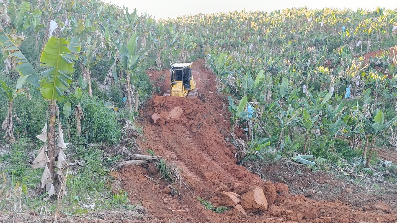 Trator de esteira D51 komatsu cortando caminho 