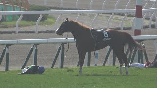 【現地撮影】2022年6月25日函館競馬11R青函ステークストップオブメジャー落馬競走中止