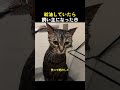 給油していたら飼い主になった日
