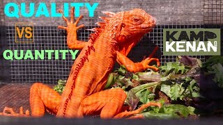 LESS is MORE with REPTILES