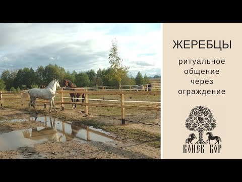 ЖЕРЕБЦЫ: регулярное ритуальное общение