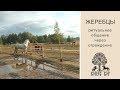 ЖЕРЕБЦЫ: регулярное ритуальное общение