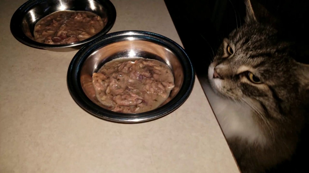 Ziwipeak Canned Cat Food Recipe