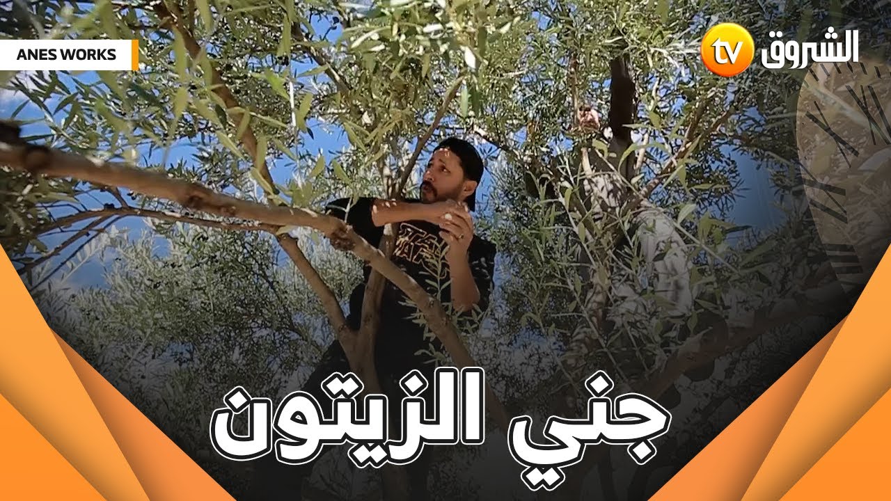 أنس راح يعلمنا اليوم مراحل و طرق جني الزيتون