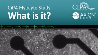 What is the CiPA Myocyte Study