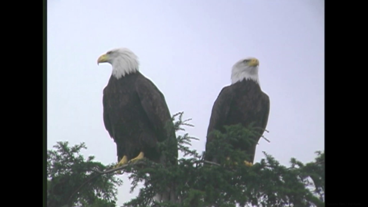 ハクトウワシ（1）迷鳥（アラスカ・スワード） - Bald Eagle - Wild