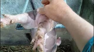 Como castrar  os Leitões Ficou Mais Fácil  Ok 👍🙌🙌