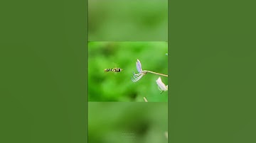Hoverfly #insects #macrophotography #macrophoto #nature #macro #macrocaptures #macronature