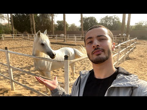 فيديو: الحصان العربي: صور ، خصائص