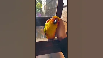 اذا نزل راتبك وتراضيها ضحك ضحكة فديو 