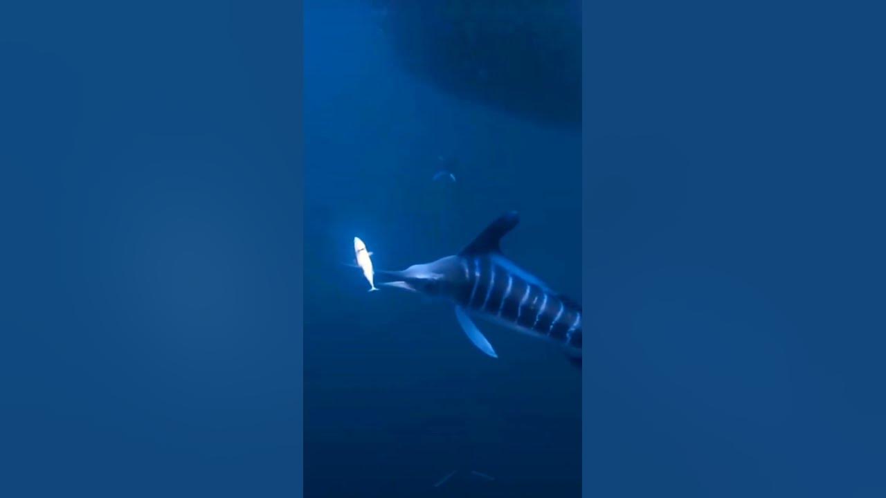 SEPERTI INILAH CARA MAKAN SANTAI IKAN MARLIN